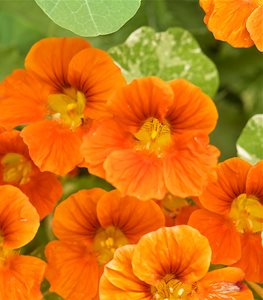Nasturtium Flowers, Edible Orange Flowers
Garden Design
Calimesa, CA