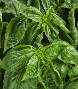 mosquito-repellent basil