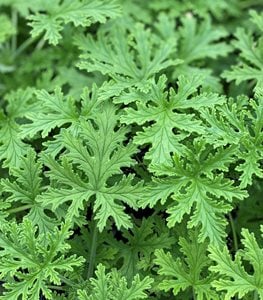 scented geranium leaves