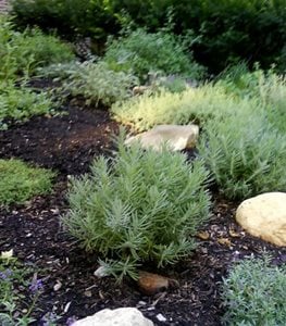 rosemary repels mosquitoes