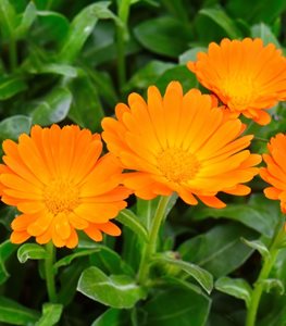 Calendula Flowers, Orange Flowers
Shutterstock.com
New York, NY