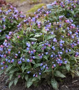 Lungwort plant