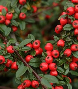'Coral Beauty' cotoneaster
