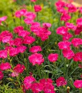 Dianthus Paint The Town Magenta, Pink Dianthus Flowers
Proven Winners
Sycamore, IL