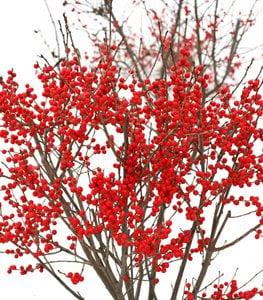 Berry Poppins® winterberry holly