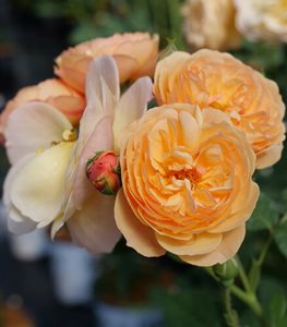 Flavorette Honey Apricot Rose, Edible Rose
Proven Winners
Sycamore, IL