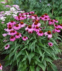 Color Coded ‘The Fuchsia is Bright’ coneflower