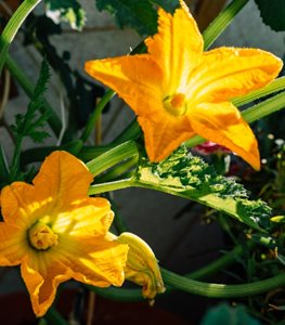 Squash Flowers
Shutterstock.com
New York, NY