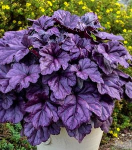 DOLCE® ‘WILDBERRY’ CORAL BELLS