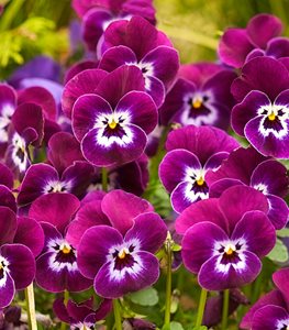 Pansy Flowers, Purple And Pink Pansies
Garden Design
Calimesa, CA