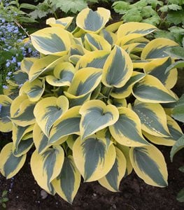 HOSTA