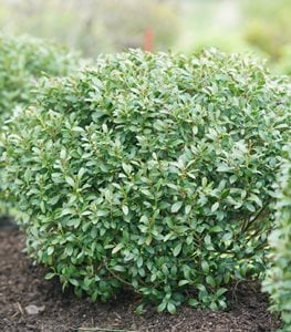 Strongbox® inkberry holly