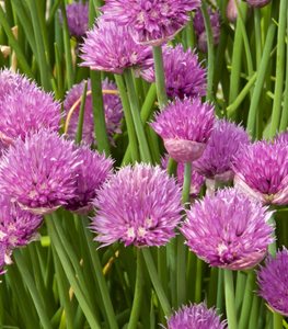 Chives, Chive Plant, Chive Flower
Garden Design
Calimesa, CA