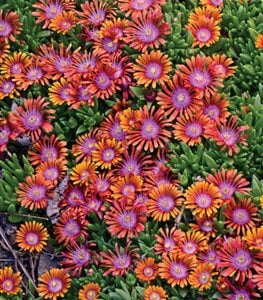 Fire Spinner® ice plant