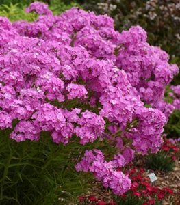 'Opening Act Ultrapink' phlox