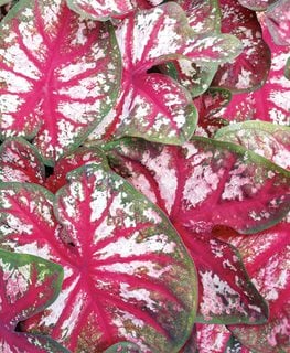 Bottle Rocket' caladium