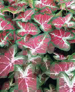'Dawn to Dusk' caladium