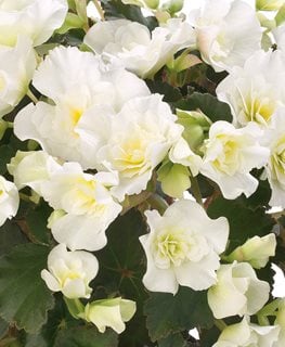Glory White Begonia, Rieger Begonia, White Flower
Proven Winners
Sycamore, IL