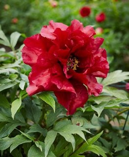 Hephestos, Paeonia Suffruticosa, Tree Peony
Garden Design
Calimesa, CA