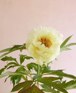 High Noon, Paeonia Suffruticosa, Shrub
Garden Design
Calimesa, CA