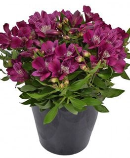 Inca Noble Peruvian Lily, Alstroemeria
Proven Winners
Sycamore, IL