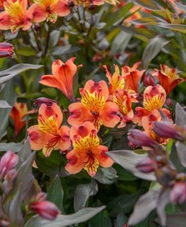Indian Summer Alstroemeria, Peruvian Lily
Millette Photomedia