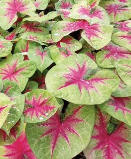 Lemon Blush' caladium