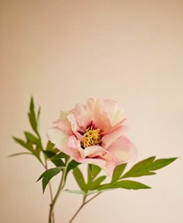 Marchioness, Peony, Fragrant, Shrub
Garden Design
Calimesa, CA