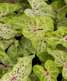 Miss Muffet Caladium, Caladium Hortulanum, Lime Green Leaves
Shutterstock.com
New York, NY