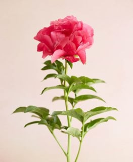 Paula Fay, Peony, Shocking Pink
Garden Design
Calimesa, CA