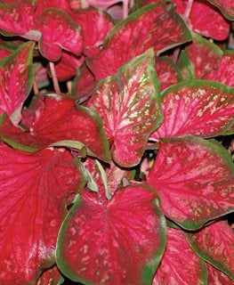 'Scarlet Flame caladium