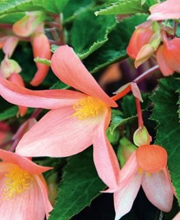Summersings Apricot Begonia, Tuberous Begonia
Proven Winners
Sycamore, IL