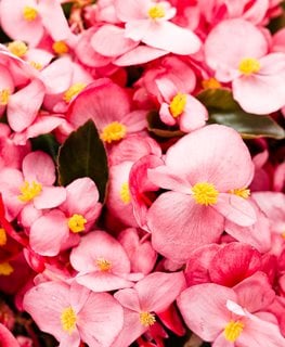 Surefire Rose Begonia, Pink Flower, Begonia Benariensis
Proven Winners
Sycamore, IL