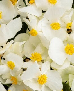 Surefire White Begonia, Begonia Benariensis
Proven Winners
Sycamore, IL