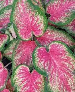 'Tickle Me Pink' caladium