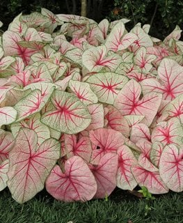 White Queen Caladium, Caladium Hortulanum, White Foliage
Alamy Stock Photo
Brooklyn, NY