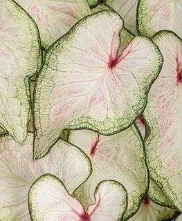 'White Wonder' caladium
