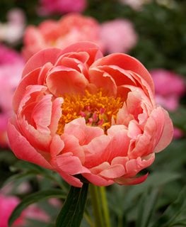 Coral Charm, Semidouble Peony
Shutterstock.com
New York, NY