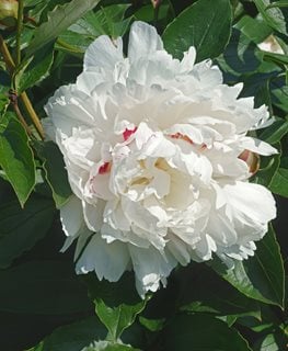 Festiva Maxima, White Peony
Shutterstock.com
New York, NY