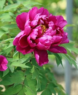 Karl Rosenfield, Red Peony
Easy to Grow Bulbs
Oceanside, CA