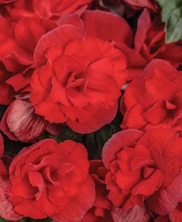 Solenia Scarlet Rieger Begonia, Red Begonia
Proven Winners
Sycamore, IL