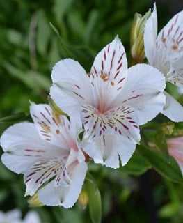 Casablanca Alstroemeria, White Peruvian Lily
Millette Photomedia