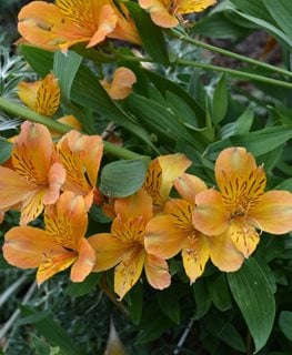 Third Harmonic Peruvian Lily, Alstroemeria
Millette Photomedia
