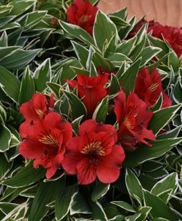 Colorita Katiana Alstroemeria, Red Peruvian Lily
Millette Photomedia