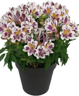 Inca Magic Alstroemeria, Peruvian Lily
Proven Winners
Sycamore, IL