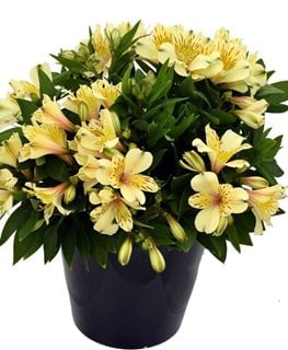 Inca Sundance Peruvian Lily, Alstroemeria
Proven Winners
Sycamore, IL