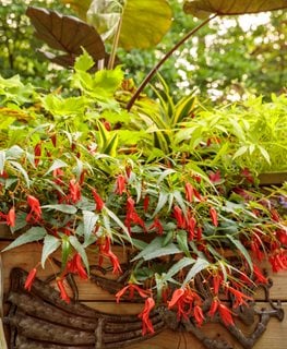 Santa Cruz Begonia, Begonia Boliviensis
Proven Winners
Sycamore, IL