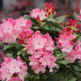 DANDY MAN COLOR WHEEL RHODODENDRON