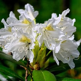 ‘CUNNINGHAM'S WHITE’