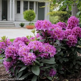 DANDY MAN PURPLE RHODODENDRON